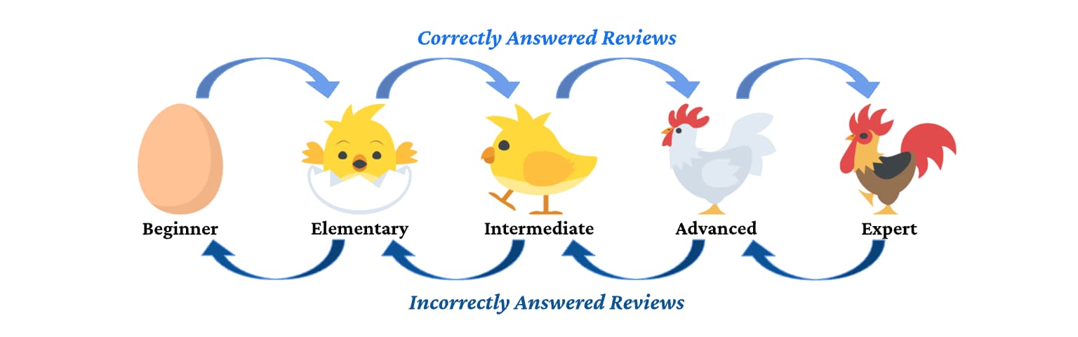 Spaced Repetition for Learning French: A Practical Guide